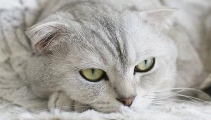 九游娱乐网页版-社交媒体热议：谁是本赛季最耀眼的车手？